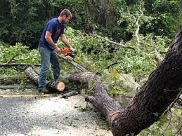 Best Tree Trimming and Pruning  in Silverton, OR