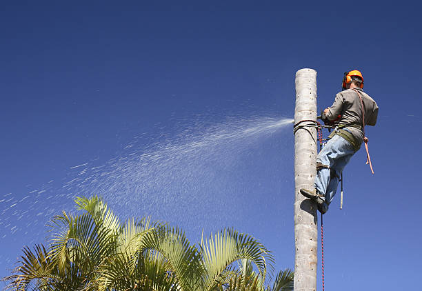 How Our Tree Care Process Works  in  Silverton, OR