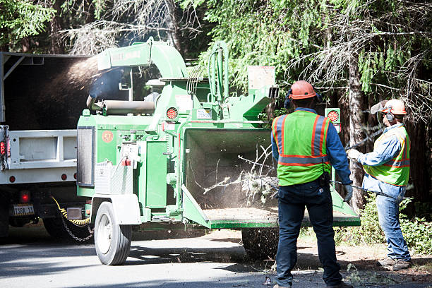 Best Tree and Shrub Care  in Silverton, OR