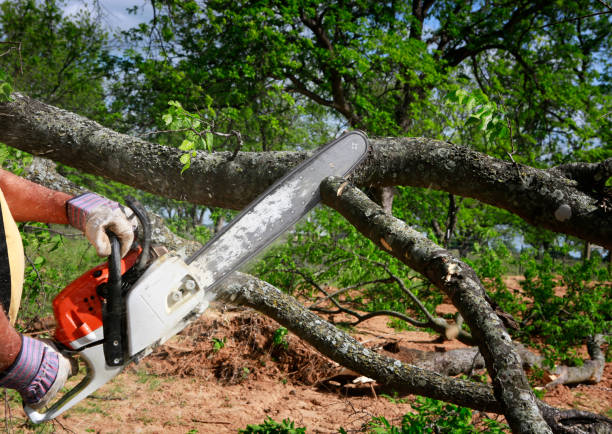 Best Stump Grinding and Removal  in Silverton, OR